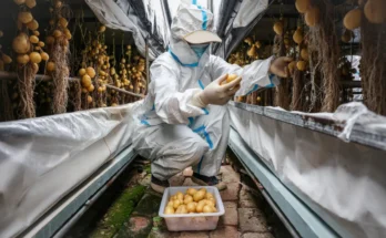 Currently, there is a rush among Chinese scientists to climate-proof potatoes,